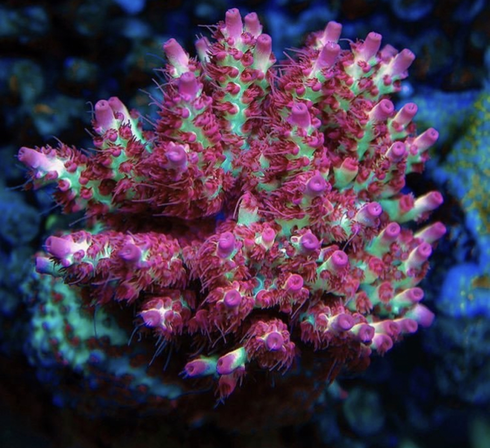 CTO Acropora microclados - Strawberry Shortcake – Leonardo's Reef ...