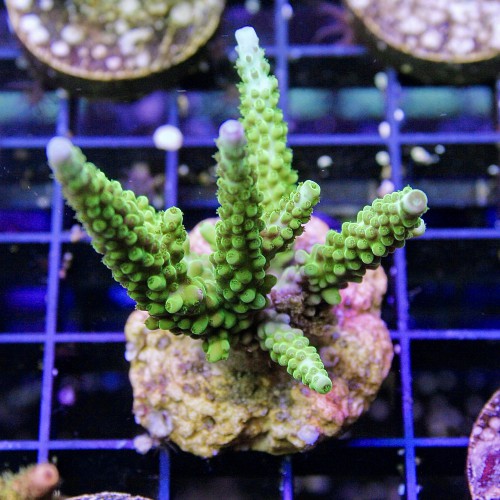 Store – Leonardo's Reef Laboratories