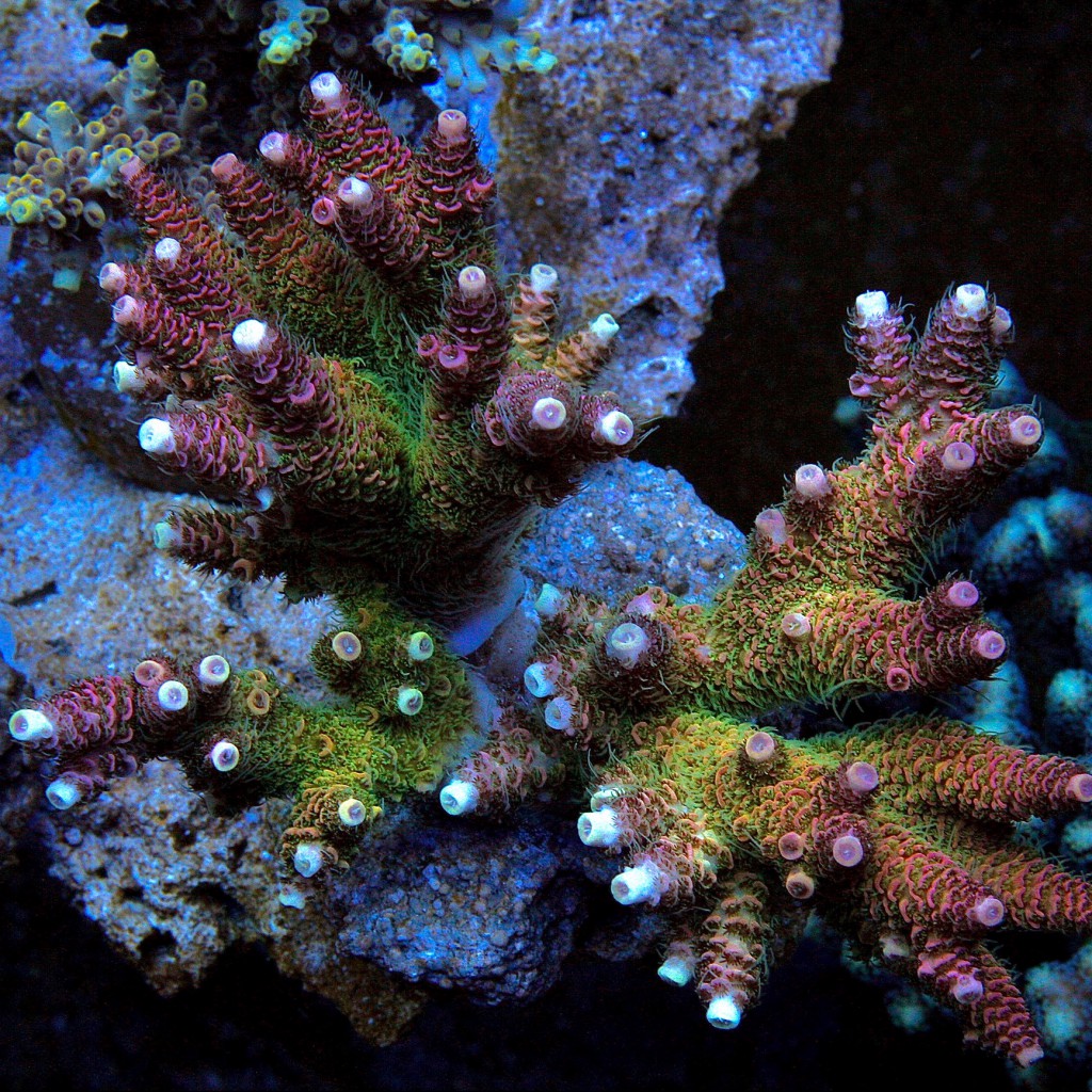 CTO Acropora anthocercis Rainbow – Leonardo's Reef Laboratories