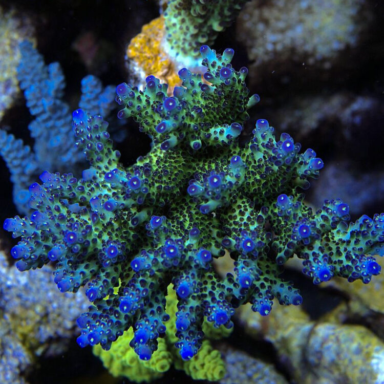 Rainbow Sour Twist Acropora