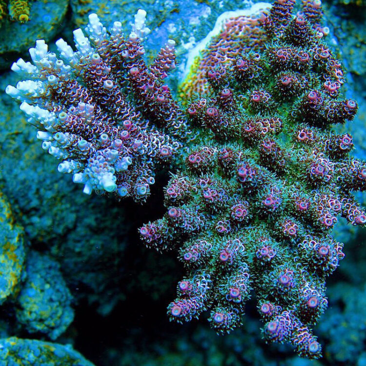Acropora hyacinthus - Red Planet