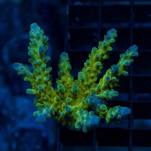 Acropora austera - LR Electric Miyagi Tort L – Leonardo's Reef Laboratories