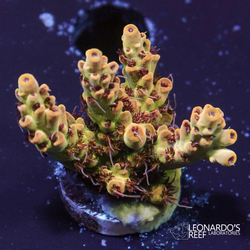 Acropora sp. - LR Fire Ants – Leonardo's Reef Laboratories