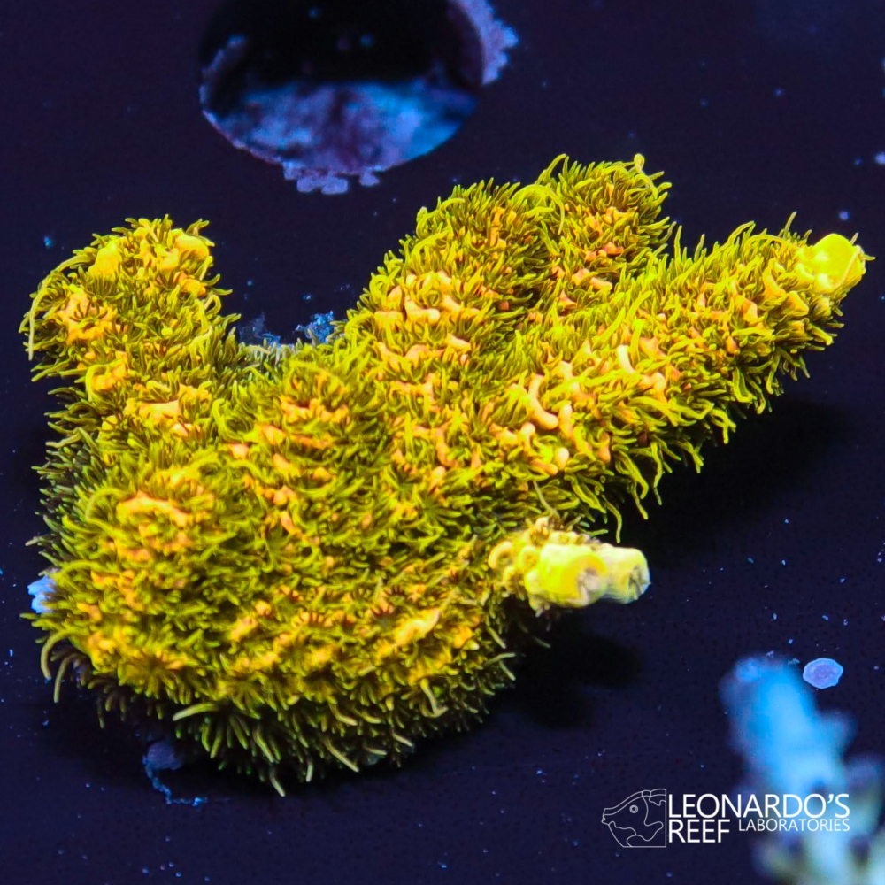 Acropora millepora - LR Copper Surfer Millepora – Leonardo's Reef ...