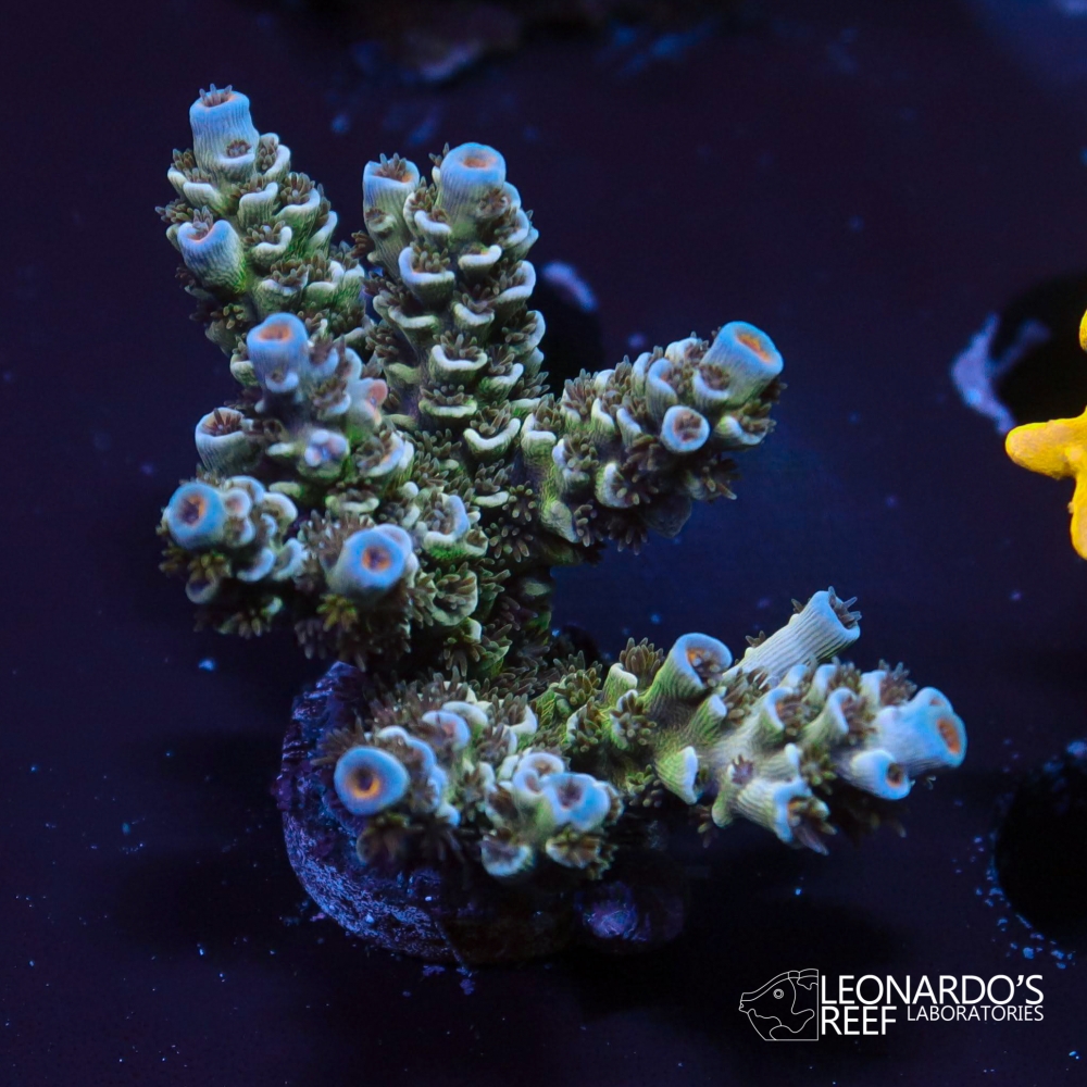 Acropora tenuis - LR Trollsicle Tenuis L – Leonardo's Reef Laboratories