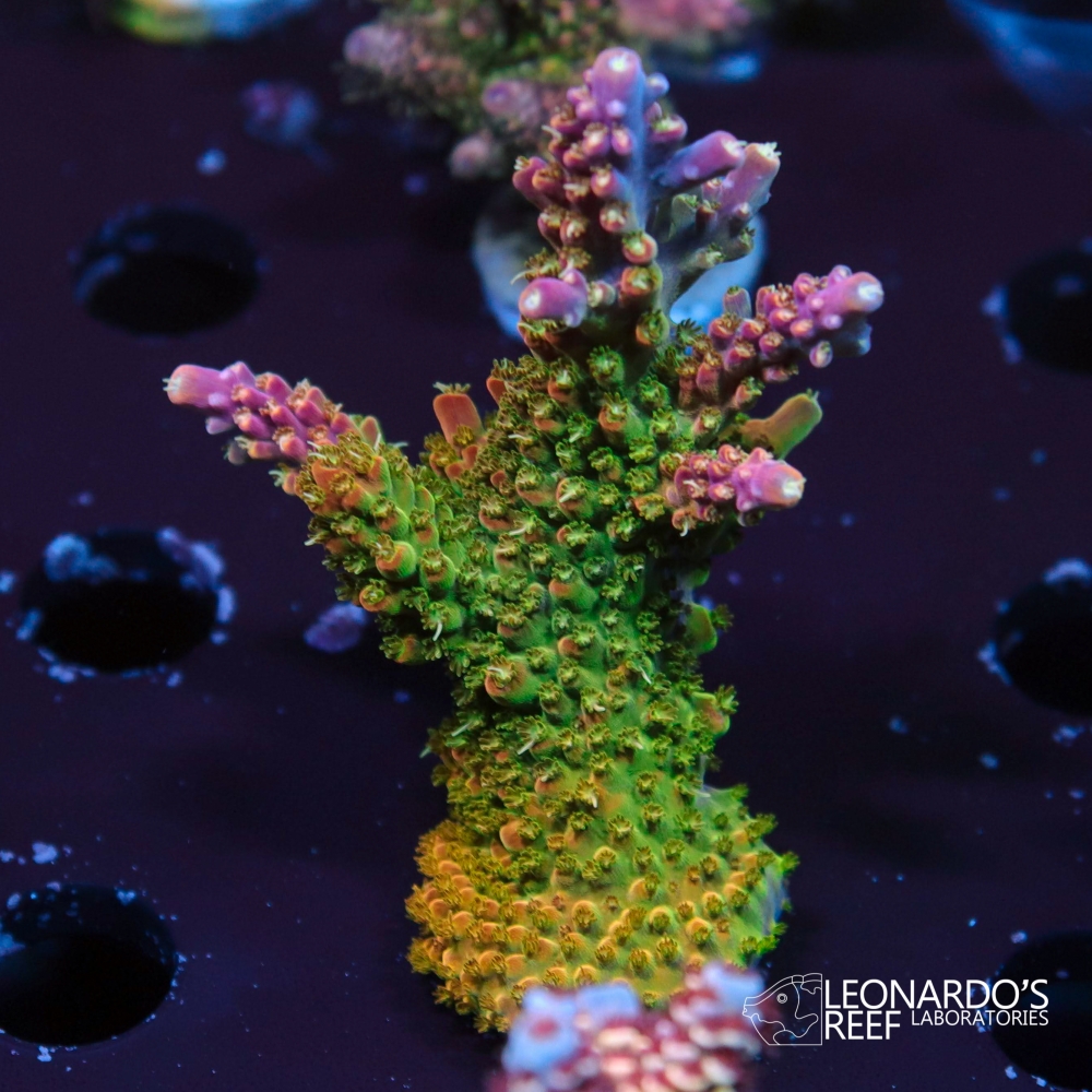 Acropora sp. - LR Rainbow Loom – Leonardo's Reef Laboratories