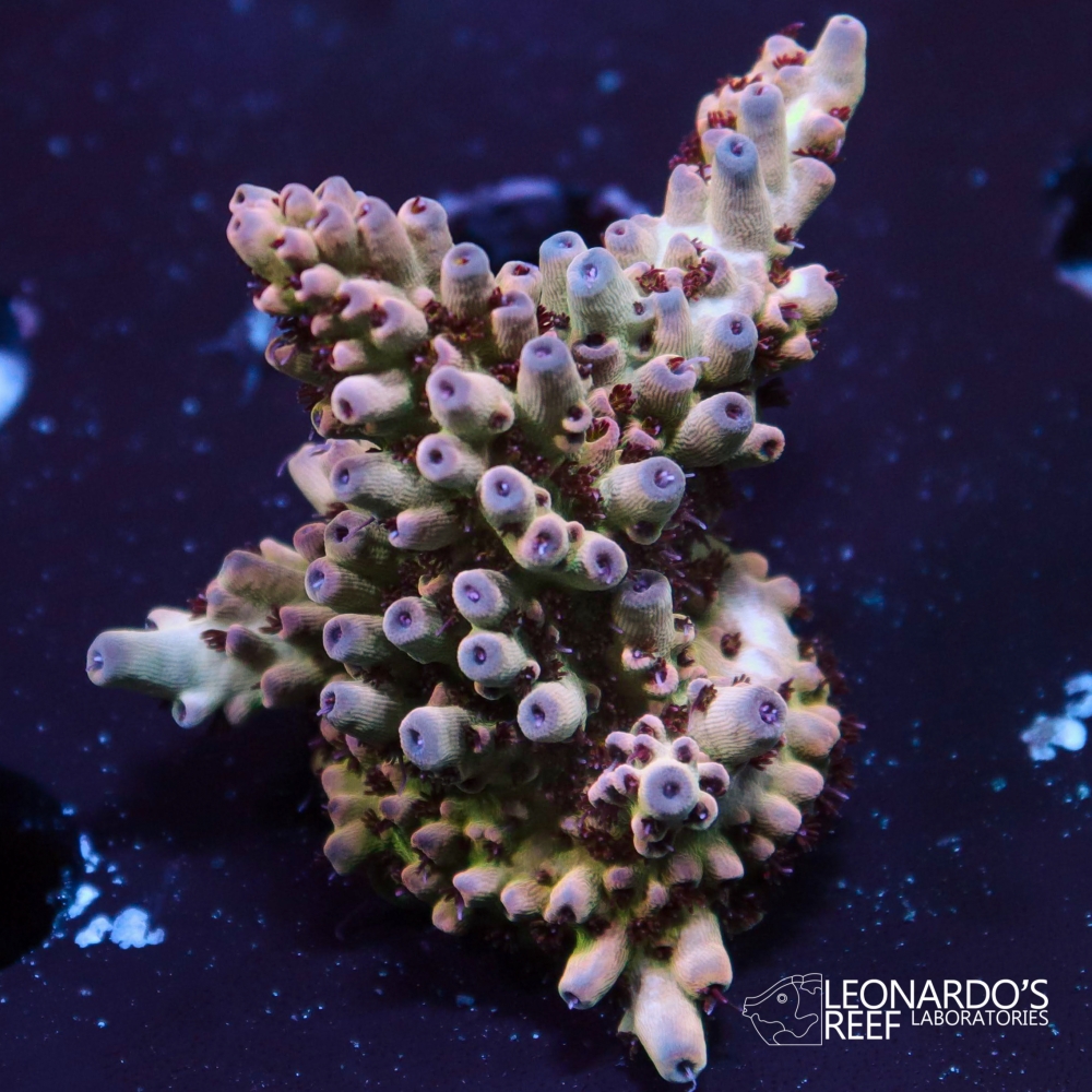 Acropora microclados - LR Watermelon Microclados – Leonardo's Reef ...