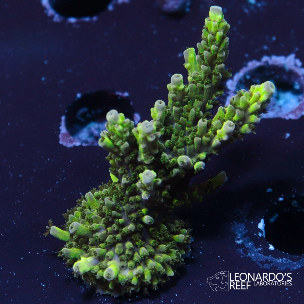 Acropora sp. - LR Lemon Shortcake – Leonardo's Reef Laboratories