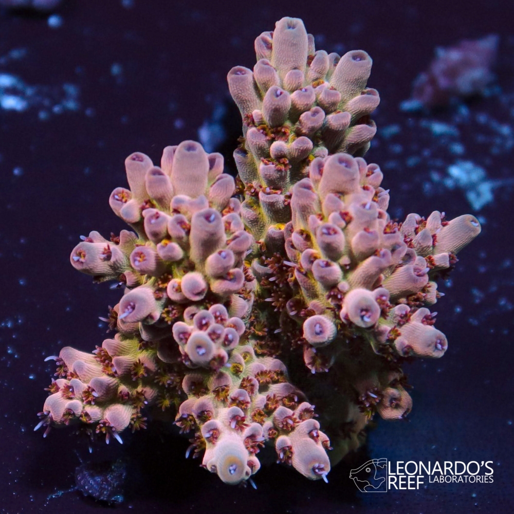Acropora latistella -LR Fruit Punch – Leonardo's Reef Laboratories