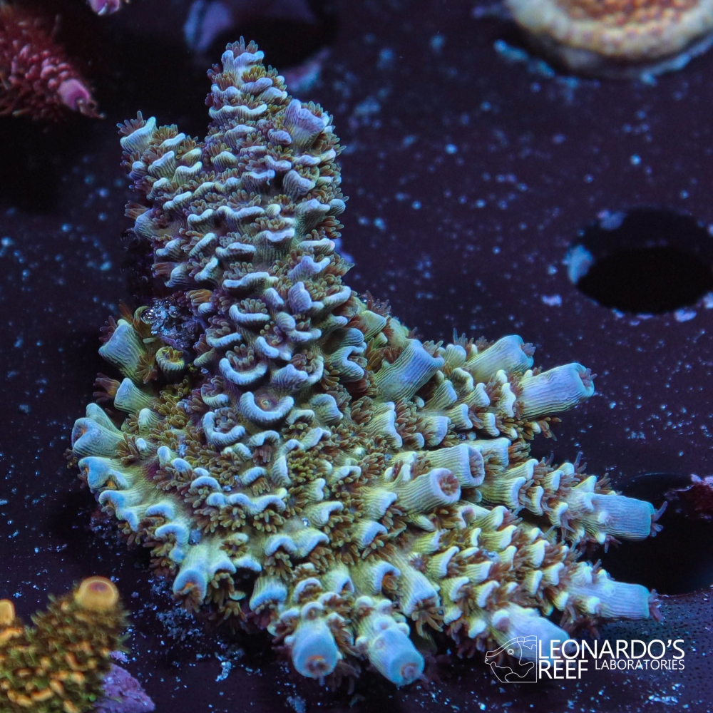 Acropora tenuis - LR Trollsicle Tenuis – Leonardo's Reef Laboratories
