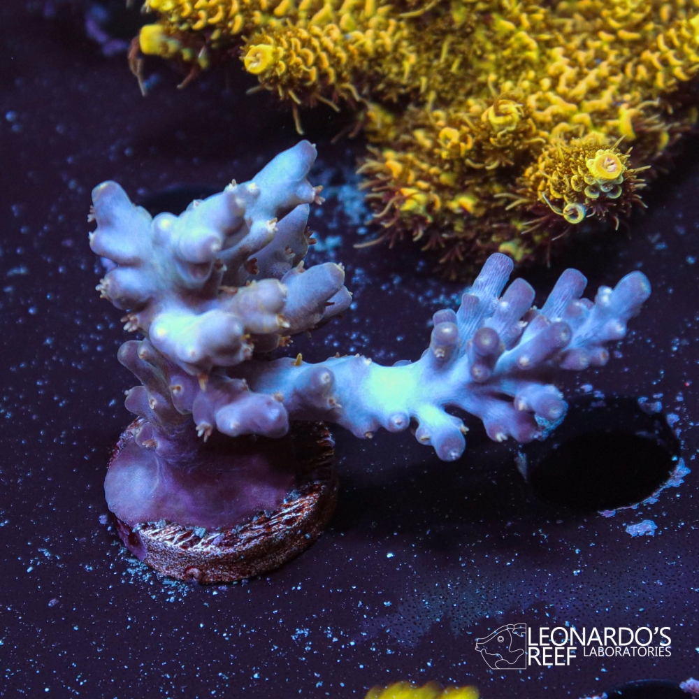 Acropora horrida - LR Lavender Haze – Leonardo's Reef Laboratories