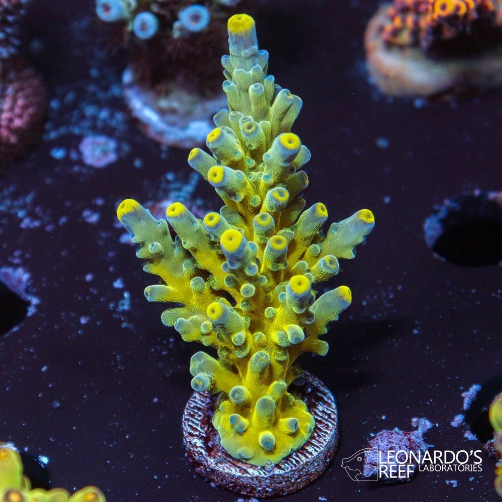 Acropora austera - LR Poison Frog – Leonardo's Reef Laboratories