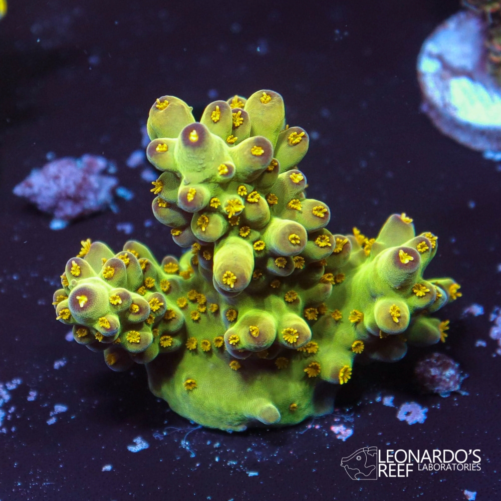 Acropora loripes - LR Black Mesa – Leonardo's Reef Laboratories