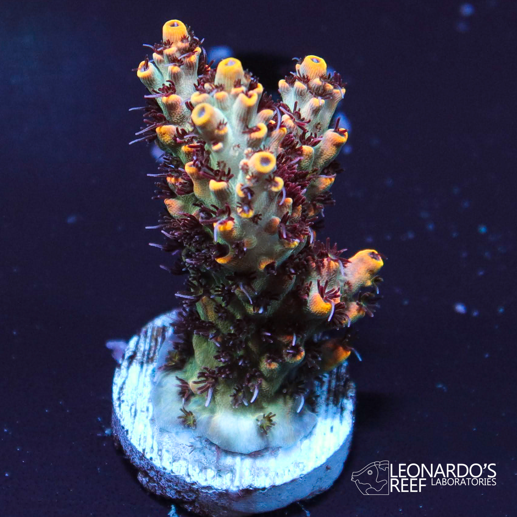 Acropora sp. - LR Proteus Acropora – Leonardo's Reef Laboratories