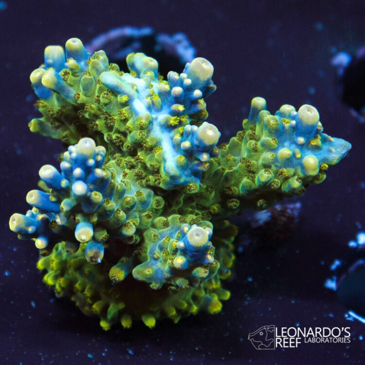 Acropora cerealis - LR Rainbow Cerealis – Leonardo's Reef Laboratories