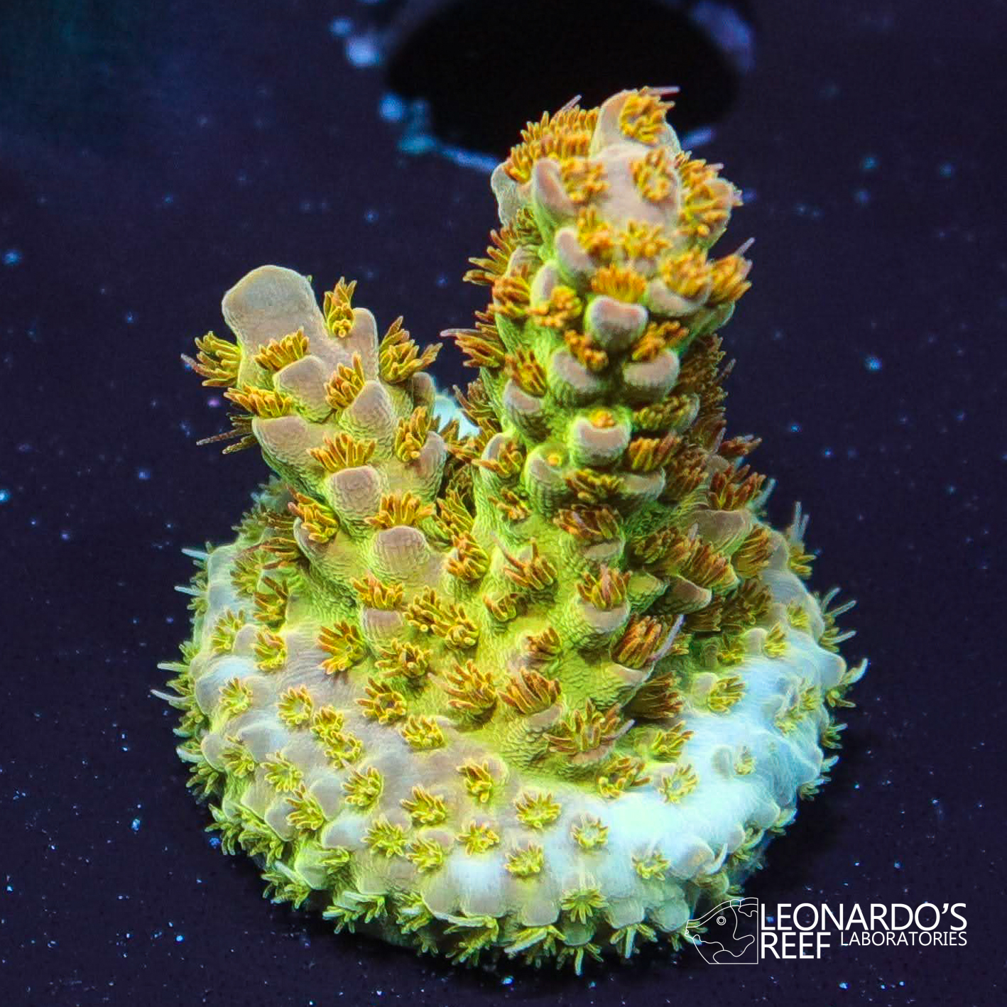 Acropora aculeus - LR Goldflake Acro – Leonardo's Reef Laboratories