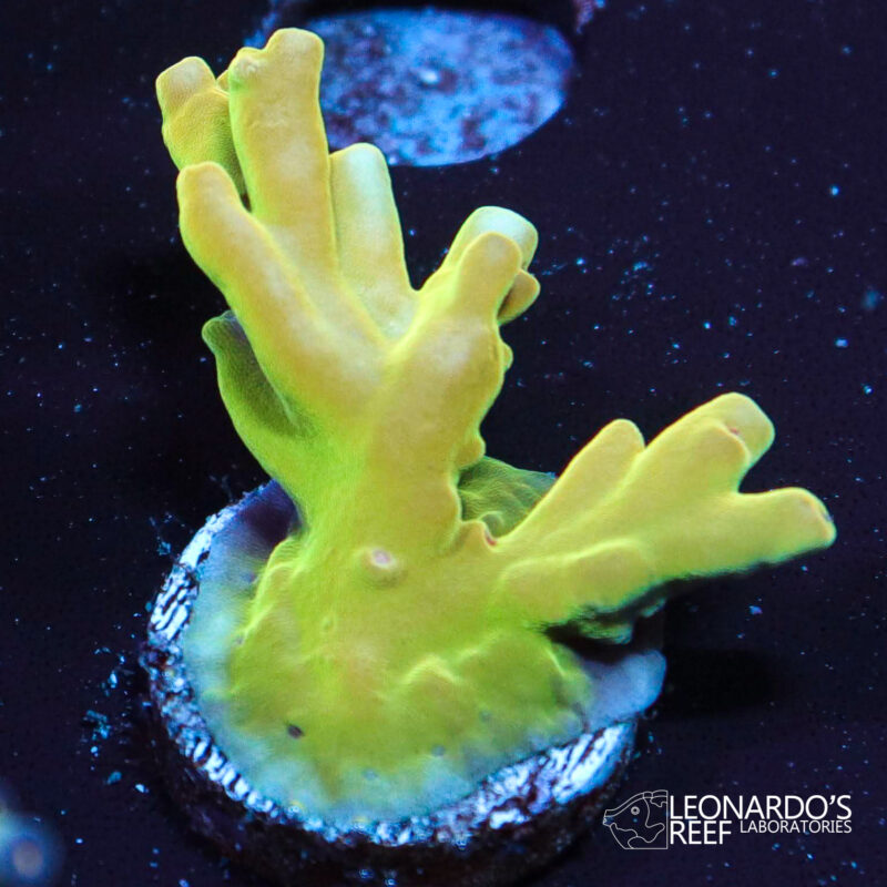 Acropora lokani - LR Orange Jawdropper – Leonardo's Reef Laboratories