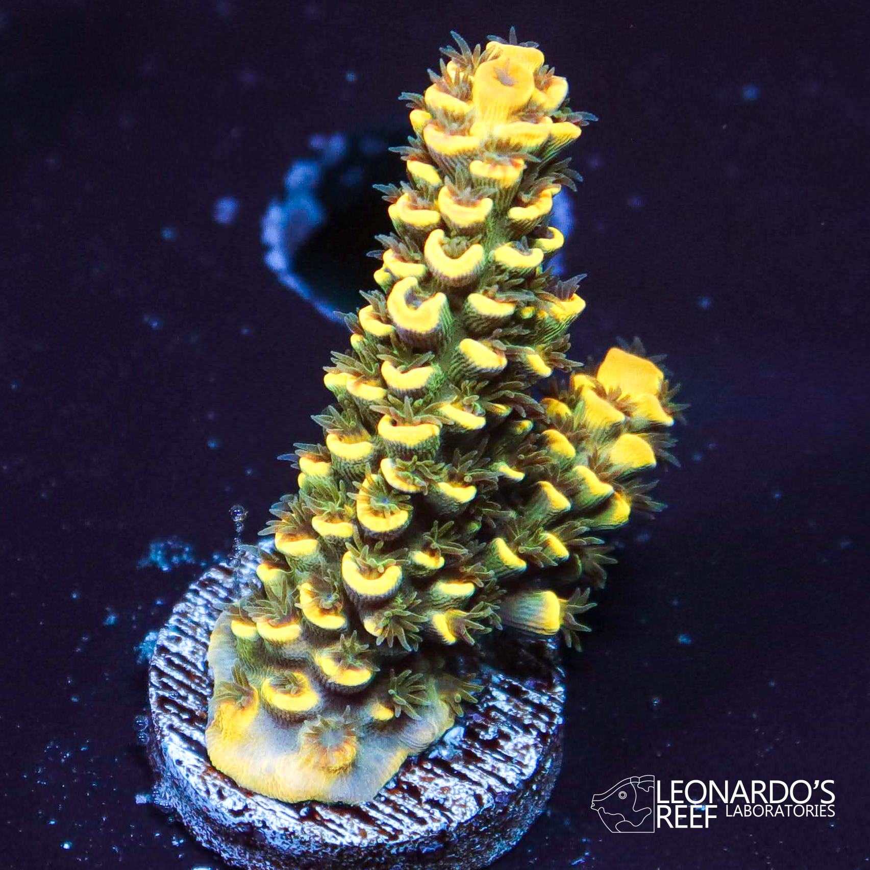 Acropora tenuis - LR Honeypot Tenuis – Leonardo's Reef Laboratories