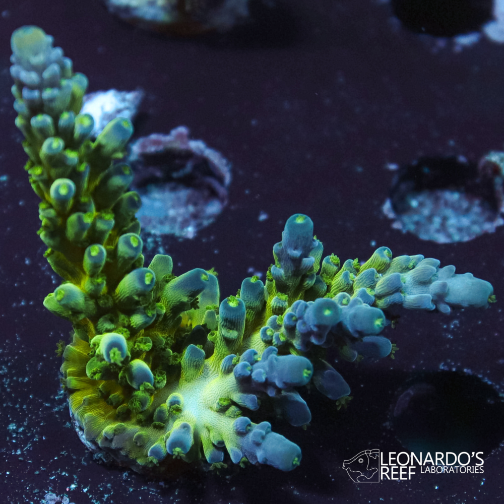 Acropora austera - LR Miyagi Tort – Leonardo's Reef Laboratories