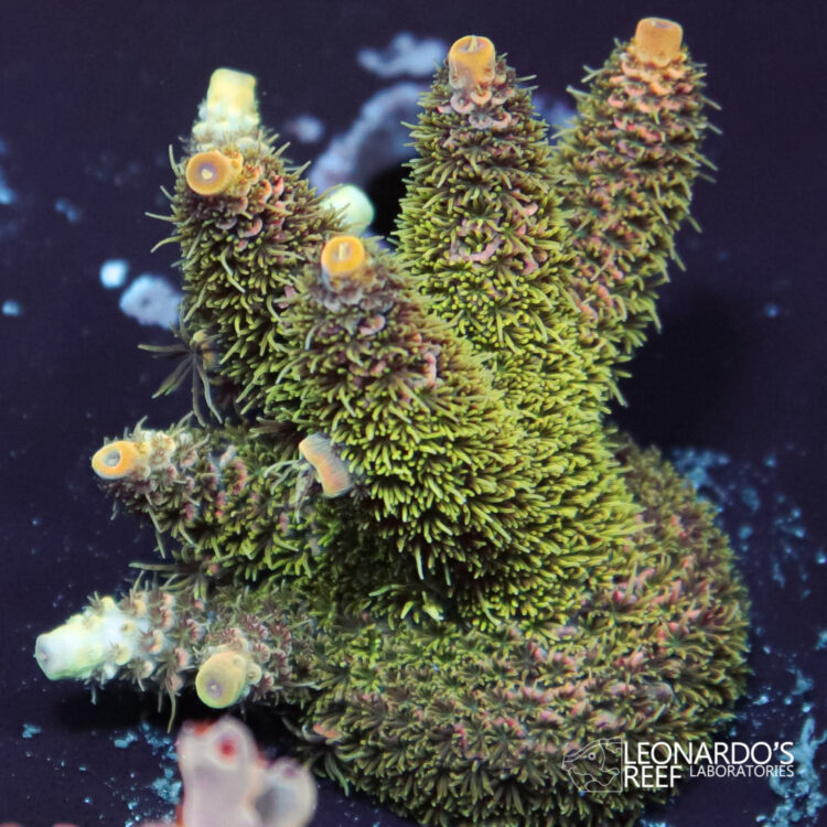 Acropora millepora - LR Rainbow Mille L – Leonardo's Reef Laboratories