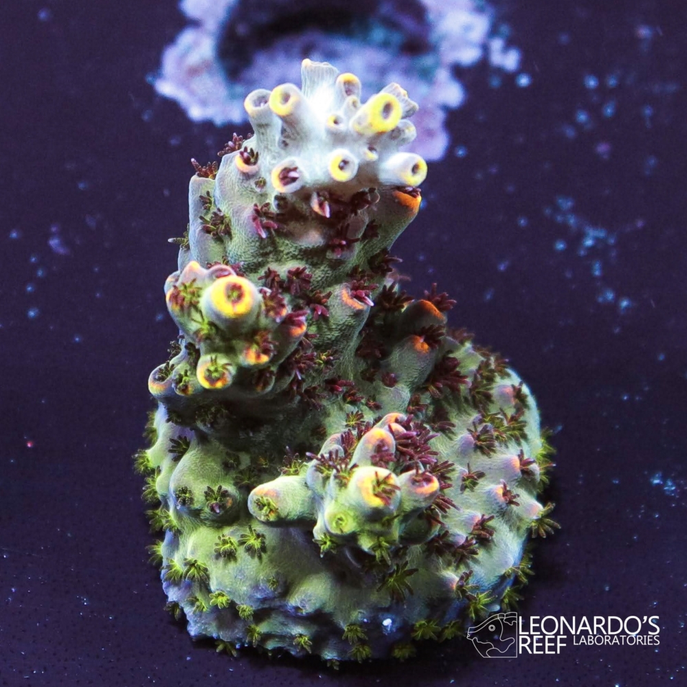 Acropora sp. - LR Proteus Acropora – Leonardo's Reef Laboratories