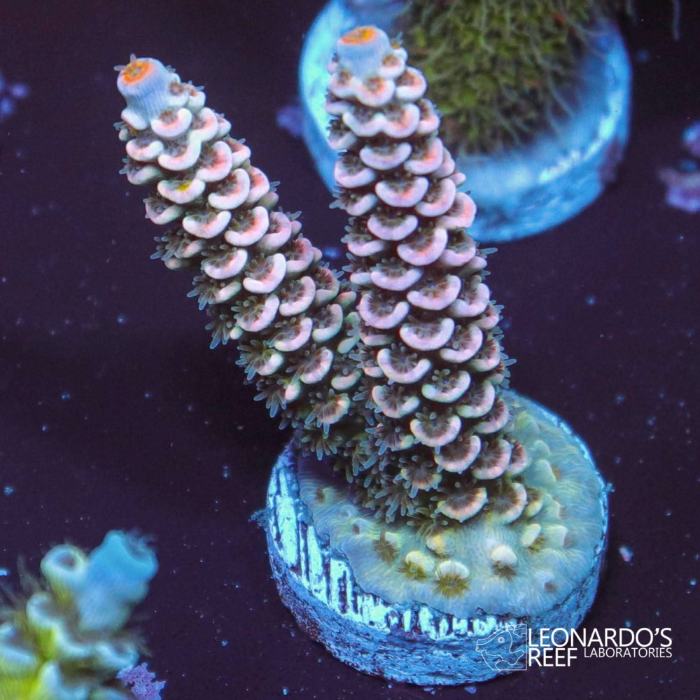 Acropora tenuis - LR Pink Sakura Tenuis – Leonardo's Reef Laboratories