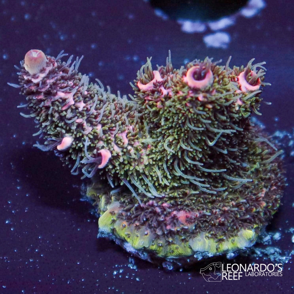 Acropora millepora - LR Super Pink Mille – Leonardo's Reef Laboratories