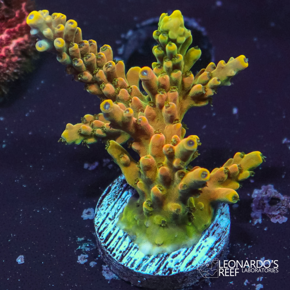 Acropora sp. - LR Unicorn Staghorn – Leonardo's Reef Laboratories