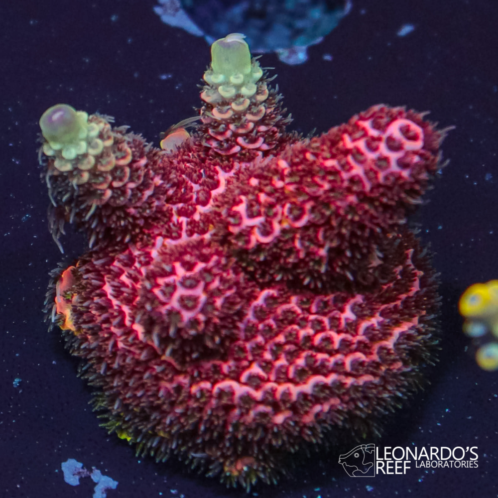 Acropora millepora - LR Super Pink Mille – Leonardo's Reef Laboratories