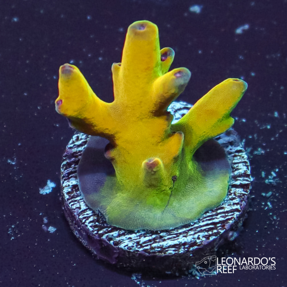 Acropora sp. - LR Jawdropper Acropora – Leonardo's Reef Laboratories
