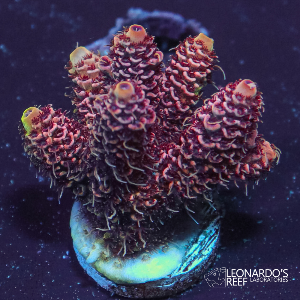 Acropora millepora - LR Strawberry Milkshake – Leonardo's Reef Laboratories