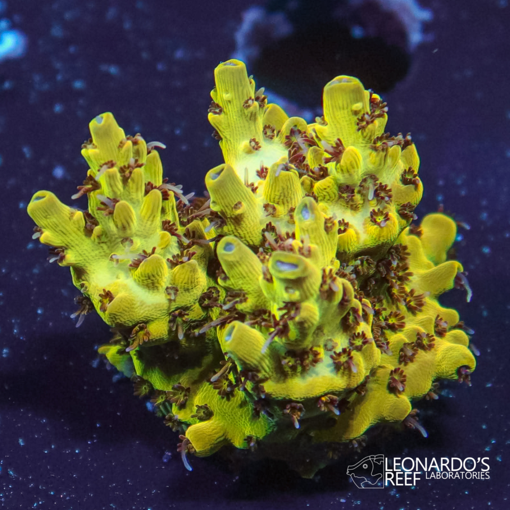 Acropora sp. - LR Fire Ants Acropora – Leonardo's Reef Laboratories