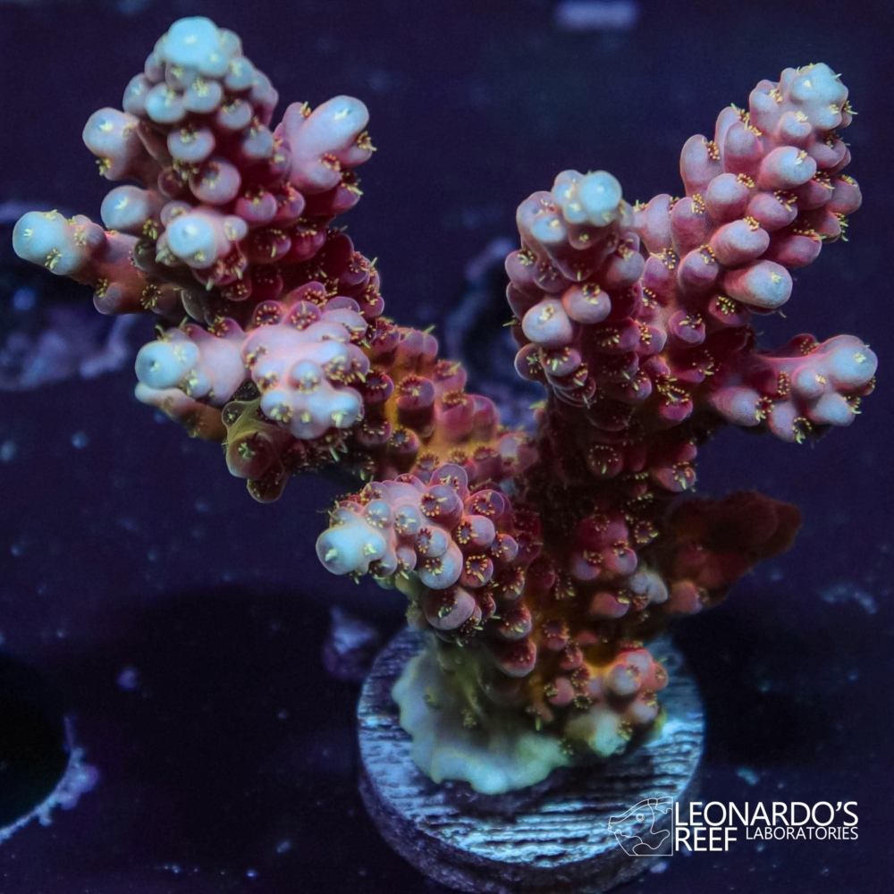 Acropora donei - LR Cherry Blossom Donei L – Leonardo's Reef Laboratories