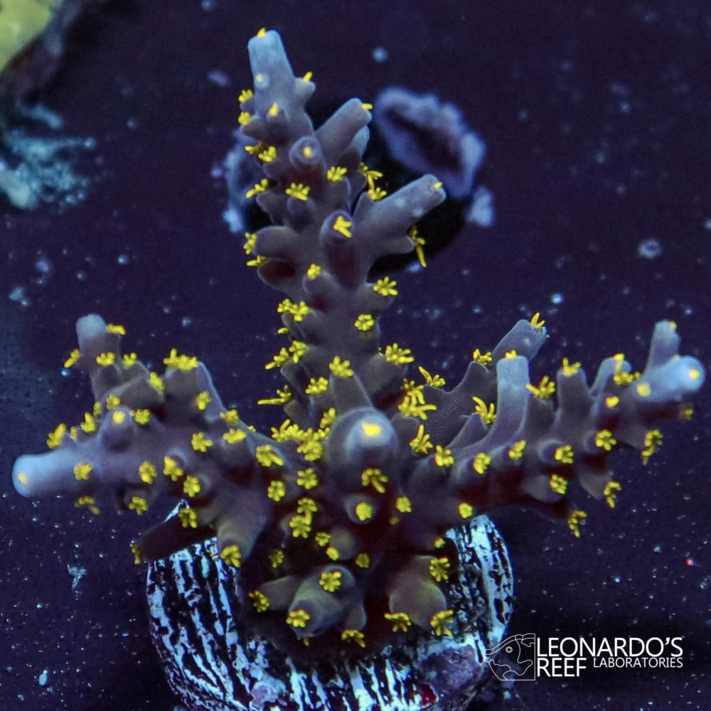 Acropora carduus - LR Black Sabbath Acro – Leonardo's Reef Laboratories