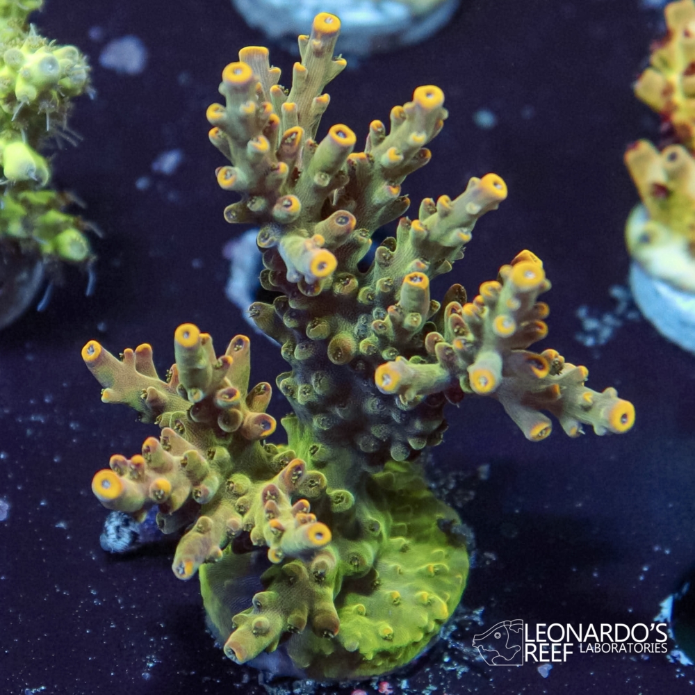 Acropora sp. - LR Unicorn Staghorn L – Leonardo's Reef Laboratories