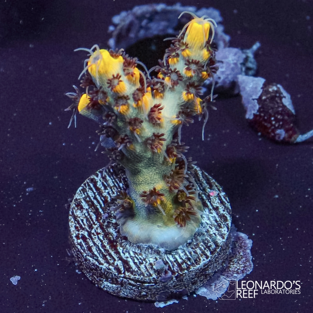 Acropora sp. - LR Wolverine V2 Acropora – Leonardo's Reef Laboratories