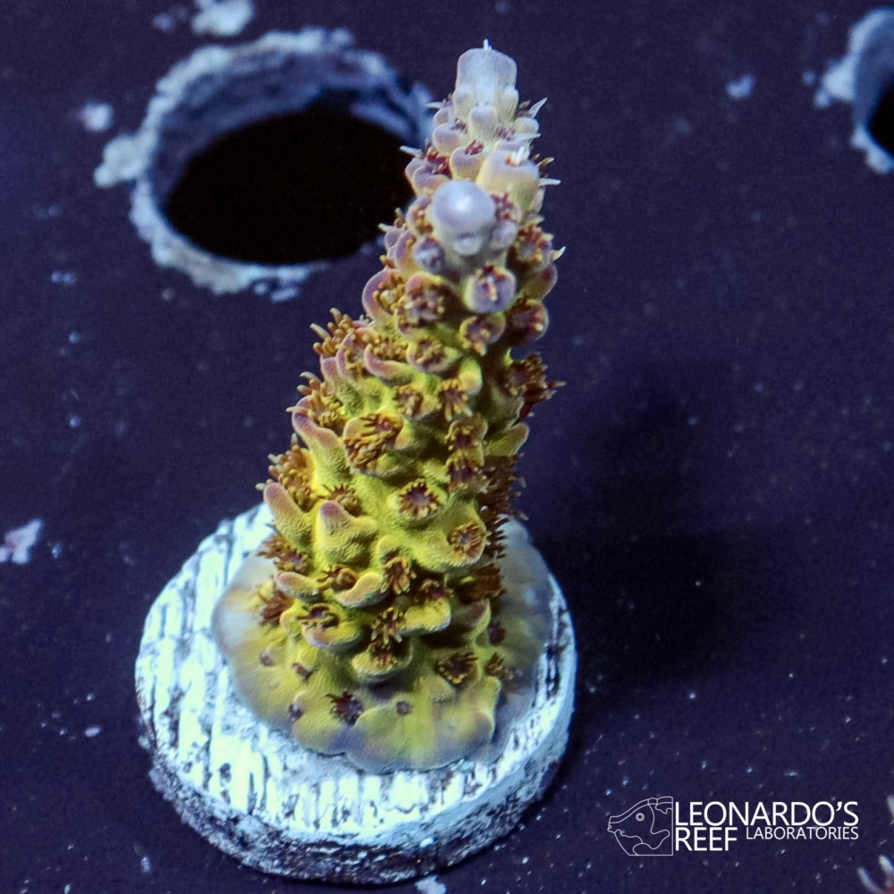 Acropora sp. - LR Acid Rain Acropora – Leonardo's Reef Laboratories