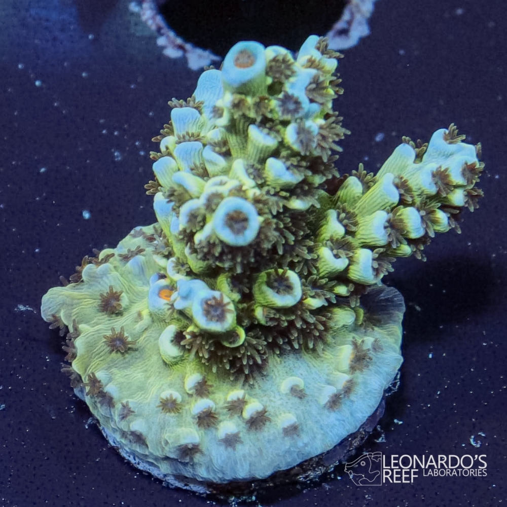 Acropora tenuis - LR Dalt Wisney Tenuis – Leonardo's Reef Laboratories