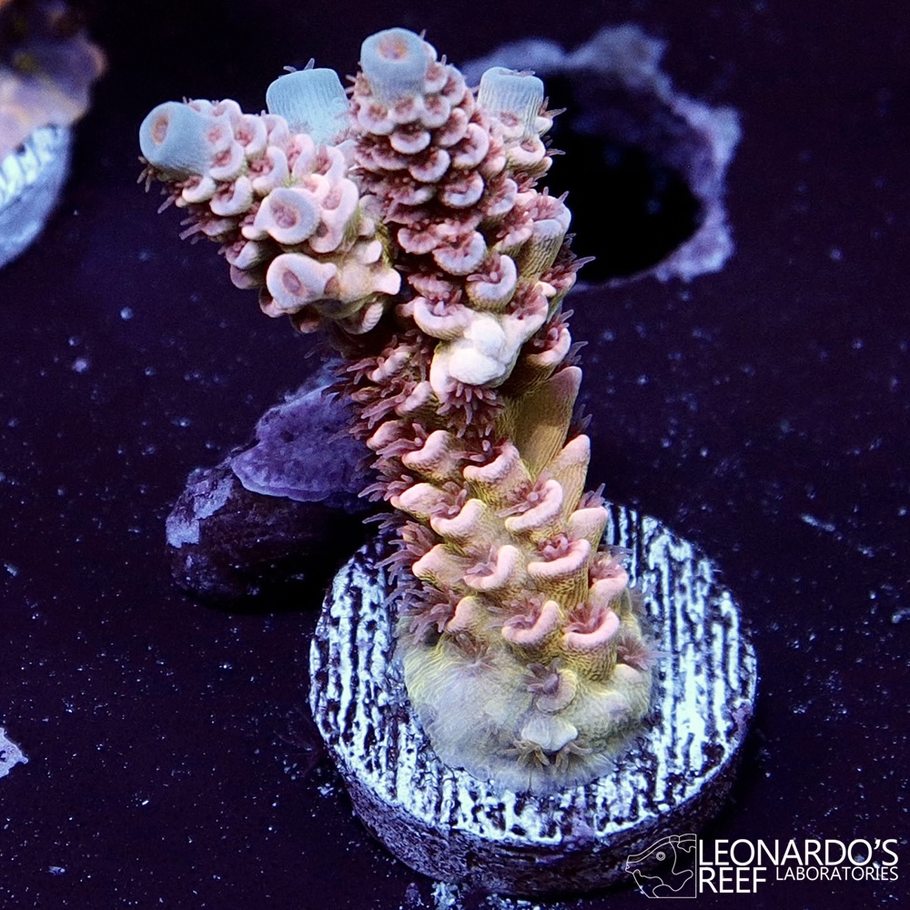 Acropora tenuis - LR Rainbow Tenuis – Leonardo's Reef Laboratories