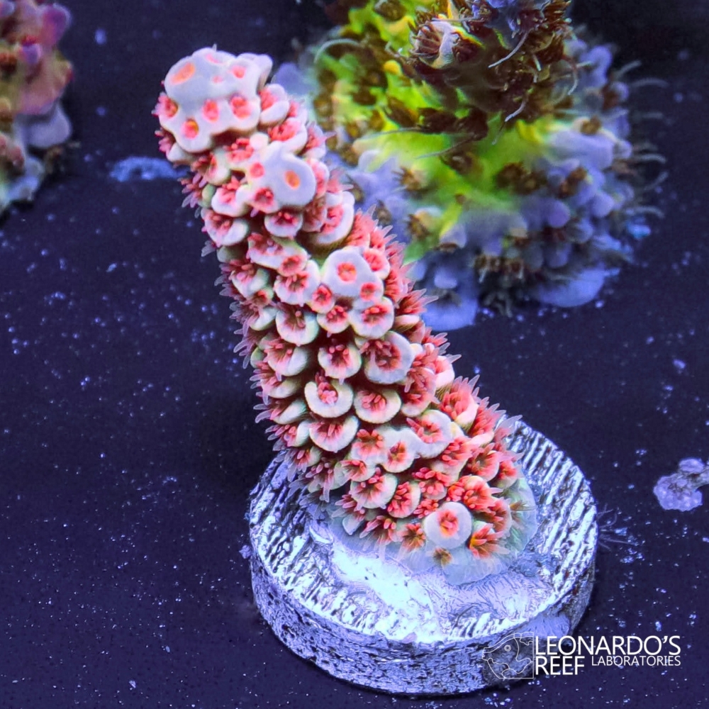 Acropora tenuis - LR Mikan Tenuis – Leonardo's Reef Laboratories
