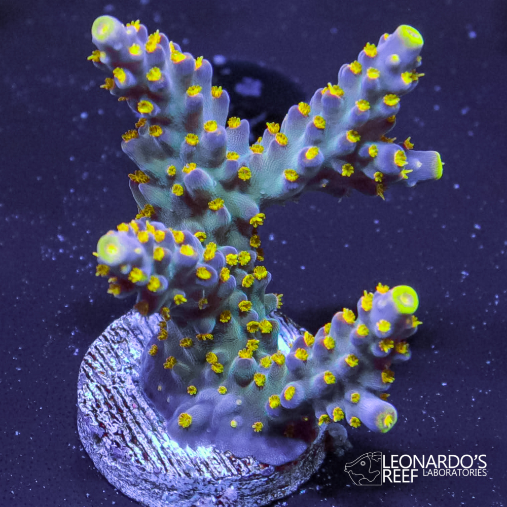 Acropora sp. - LR Starlight Acro – Leonardo's Reef Laboratories