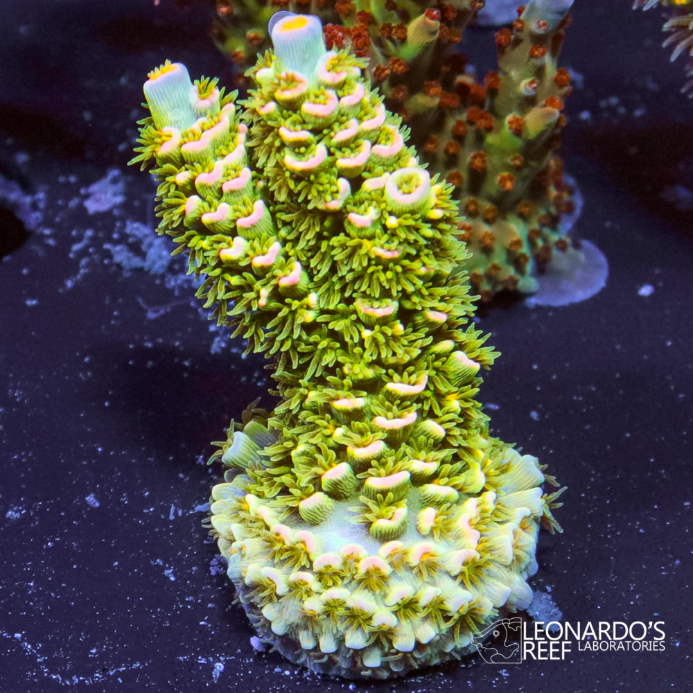 Acropora tenuis - LR Sky Chase Tenuis – Leonardo's Reef Laboratories