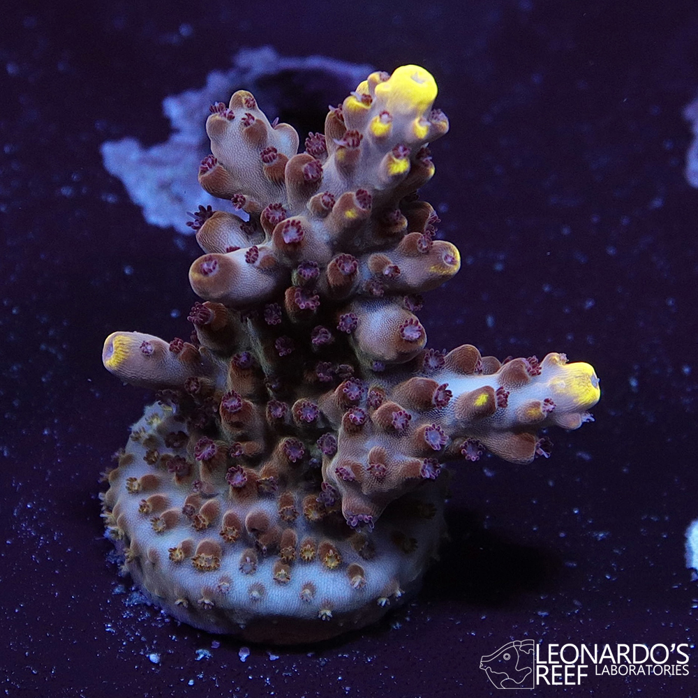 Acropora sp. - LR Marble Garden Acropora – Leonardo's Reef Laboratories
