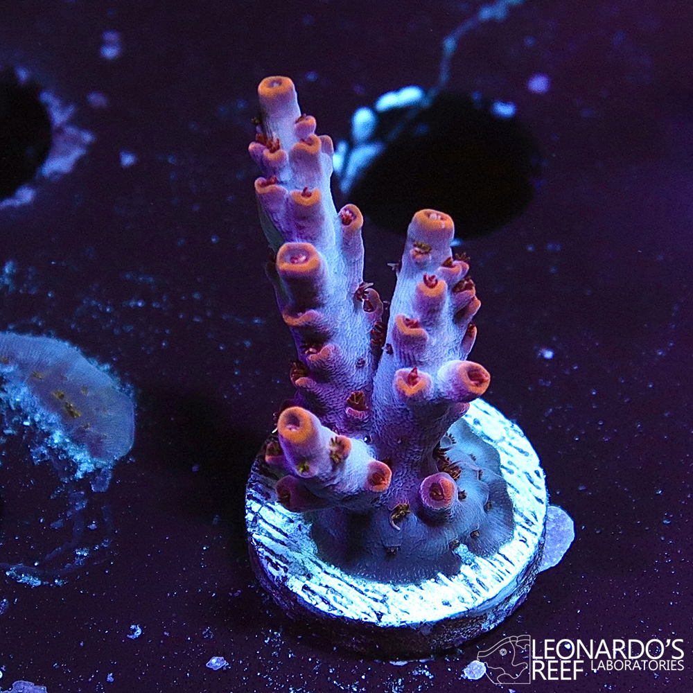 Acropora latistella – LR Dragon Fruit – Leonardo's Reef Laboratories