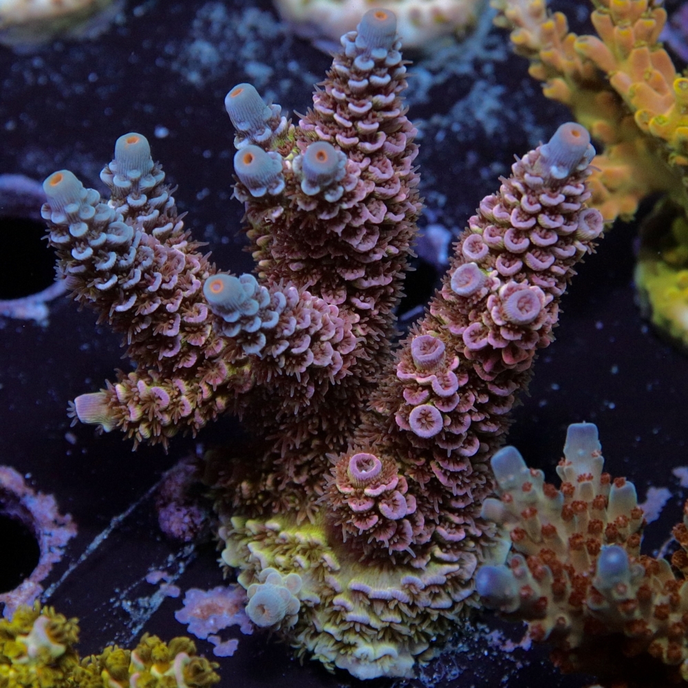 Acropora tenuis - LR Avatar Tenuis XXL – Leonardo's Reef Laboratories