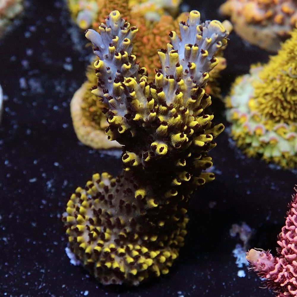 Acropora abrotanoides - Starfire Abro Acropora – Leonardo's Reef ...