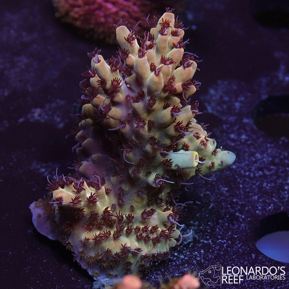 Acropora sp. - LR NY Diesel Acropora – Leonardo's Reef Laboratories