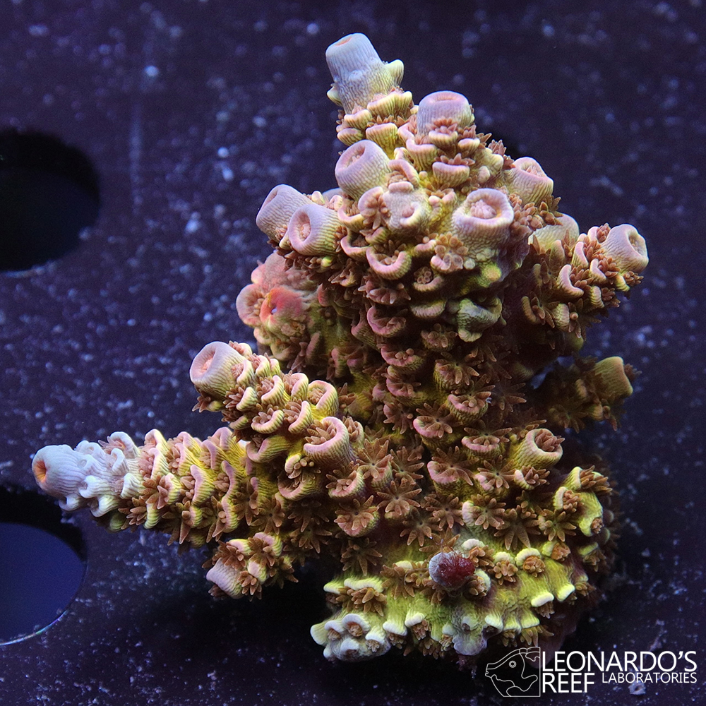 Acropora tenuis (bifaria) - LR Rainbow Tenuis – Leonardo's Reef ...