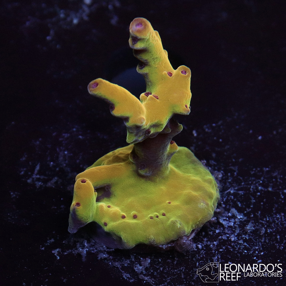Acropora lokani - LR Jawdropper Acropora – Leonardo's Reef Laboratories