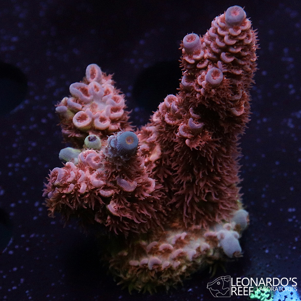 Acropora tenuis (bifaria) - LR Pink Sakura Tenuis – Leonardo's Reef ...